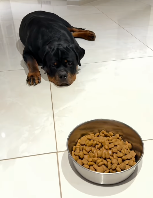 Spiser din hund gerne sit tørfoder?