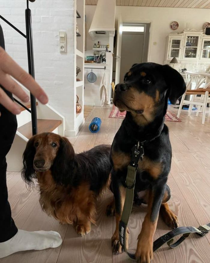 To hunde sammen hjemme ved sofaen